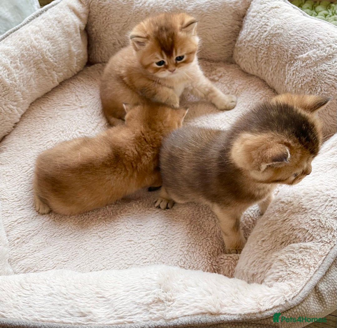 British Shorthair cats for sale: GCCF reg Golden BSH kittens - Advert 3