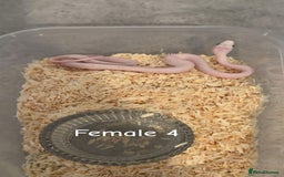 Corn Snake reptiles for sale: Hypo Cinder Palmetto babys - Image 4