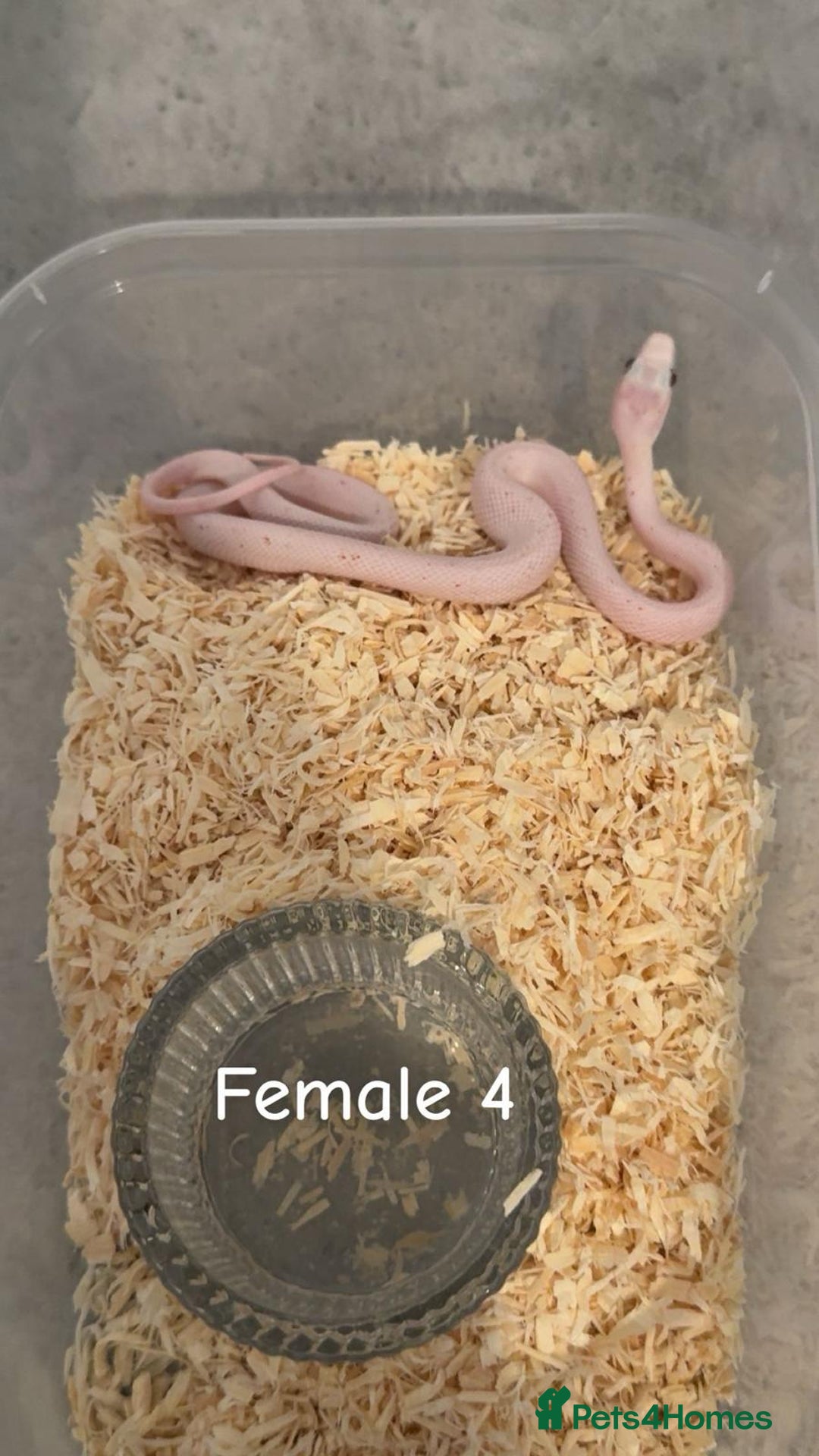 Corn Snake reptiles for sale: Hypo Cinder Palmetto babys - Image 4
