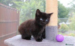 Mixed Breed cats for sale: Adorable Kittens Ready SOON - Image 11