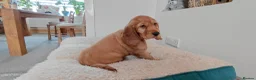 Cocker Spaniel dogs for sale: READY TO LEAVE working cocker spaniel pups - Advert 3