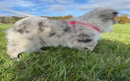 Pomsky dogs for sale: Pomeranian Merle Puppy one left  - Image 8