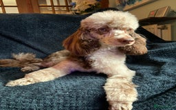 Border Terrier dogs for sale: Stunning Border Teddies - Image 11