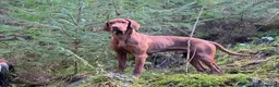 Hungarian Vizsla dogs for sale: KC Registered Hungarian Vizsla Puppies - Advert 5