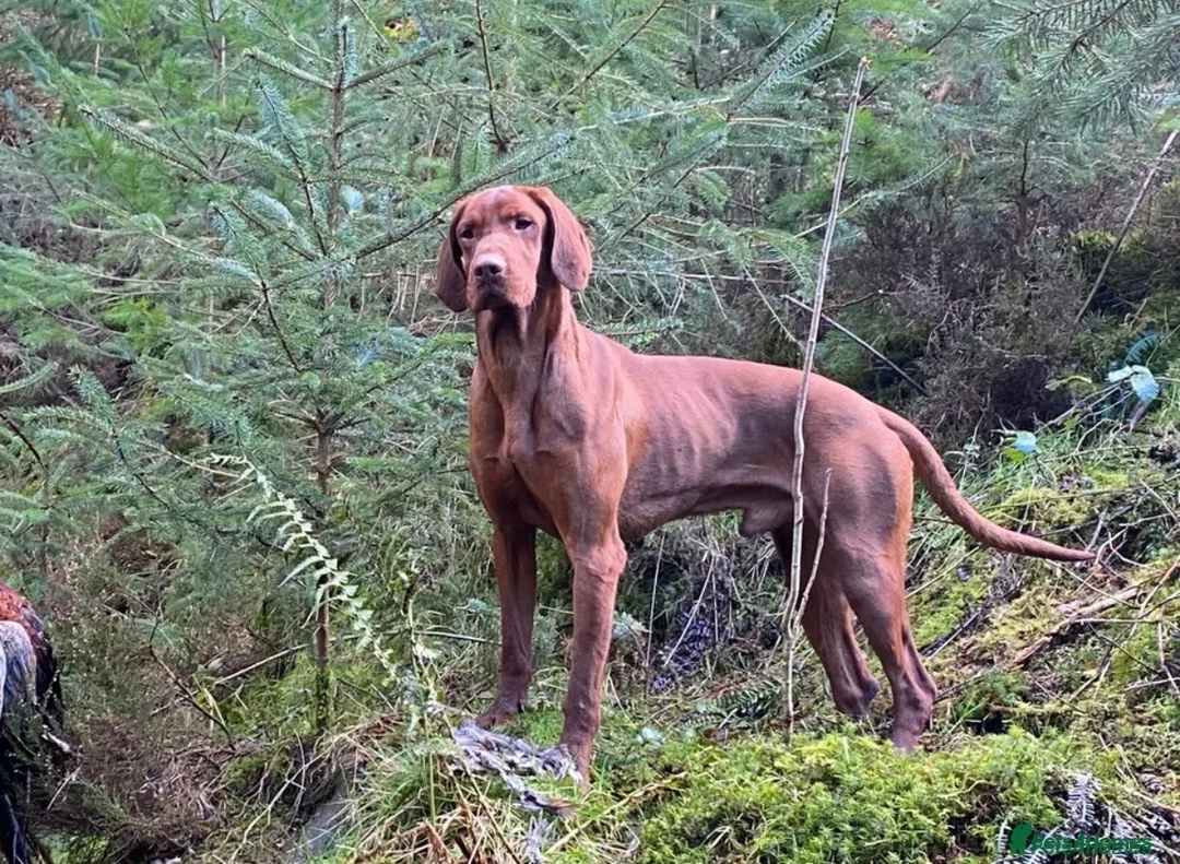 Hungarian Vizsla dogs for sale: KC Registered Hungarian Vizsla Puppies - Advert 5