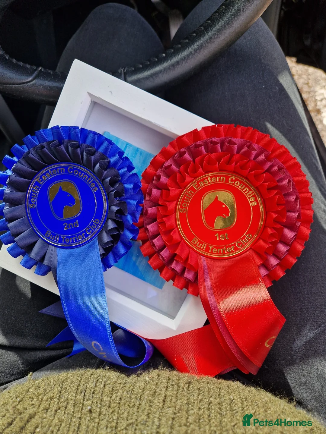 English Bull Terrier dogs for stud: Handsome English bull terrier CRUFTS QUALIFIER in Croydon - Advert 6