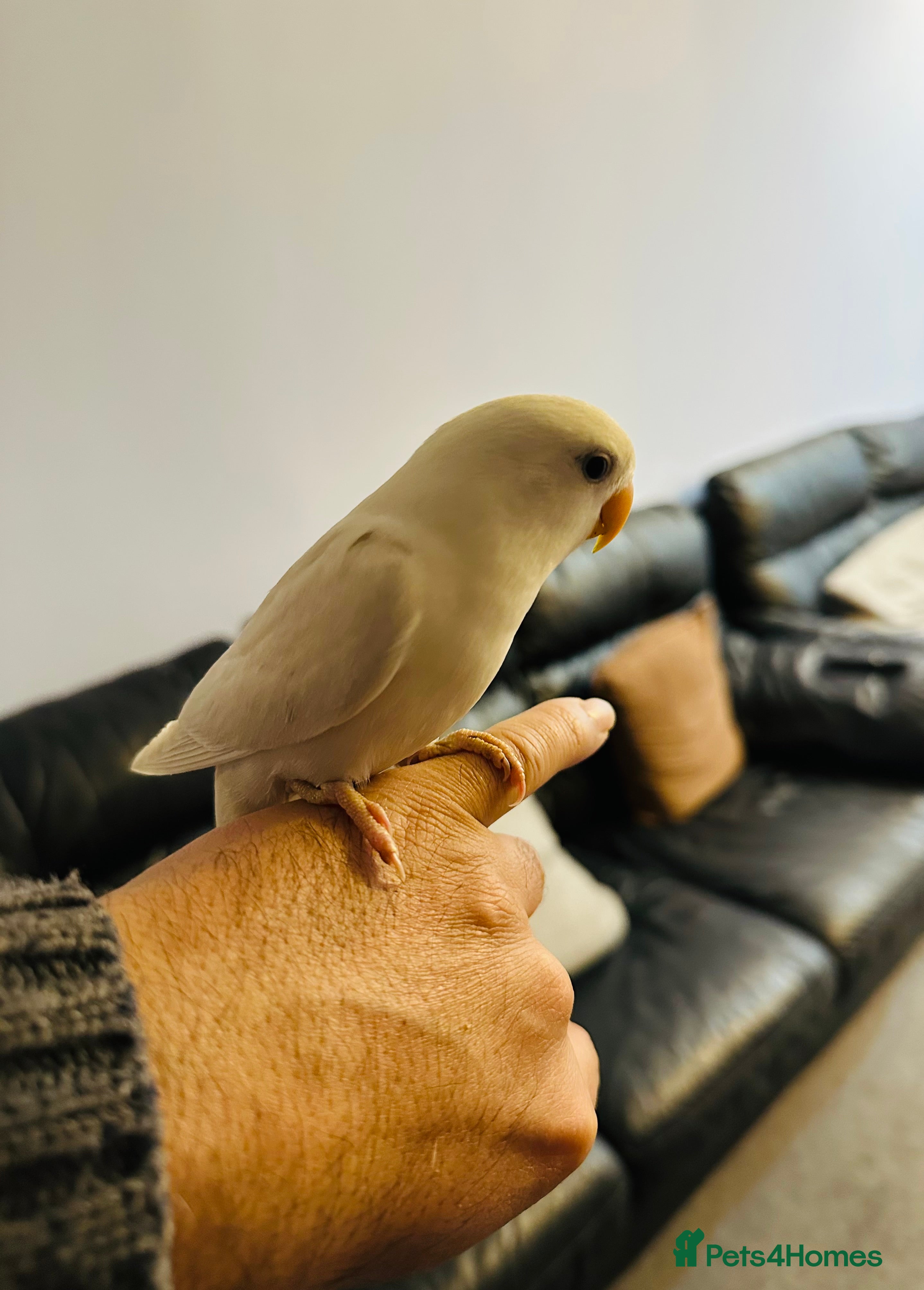 Lovebirds birds Hand-Reared, Tamed 8-Week-Old Peach-Faced Lovebird - Advert 18