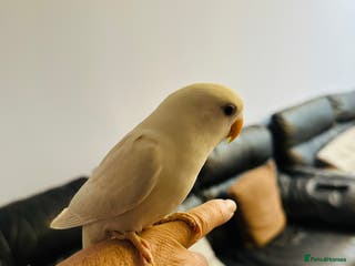 Lovebirds birds Hand-Reared, Tamed 8-Week-Old Peach-Faced Lovebird - Advert 18
