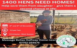 Chickens poultry for sale: Rescue Hens- collection this weekend - Image 6