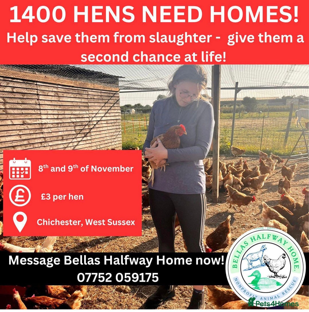 Chickens poultry for sale: Rescue Hens- collection this weekend - Image 6