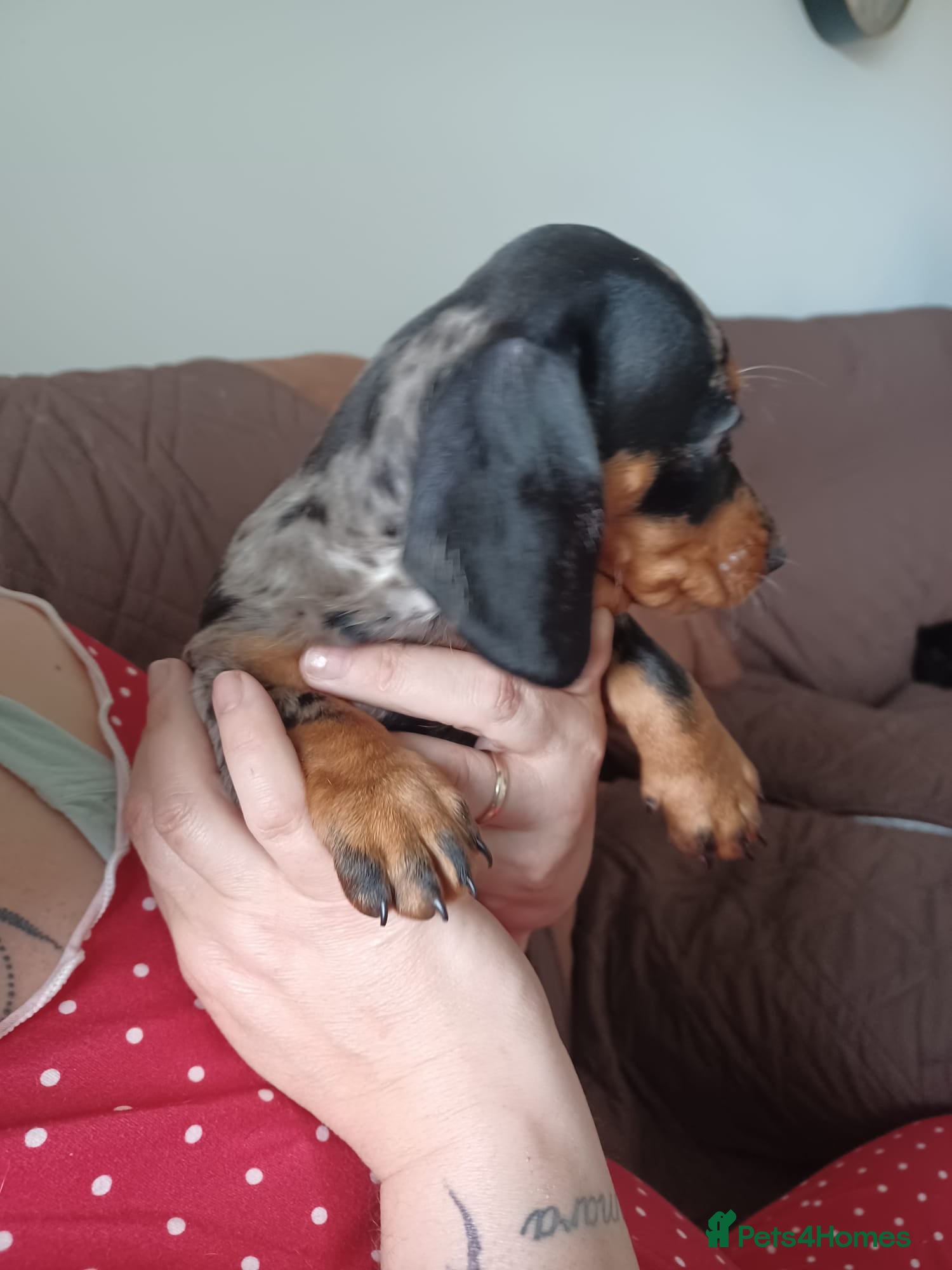 Miniature Dachshund dogs for sale: Adorable Miniature Dachshund Puppies Ready Now in Knottingley - Advert 6