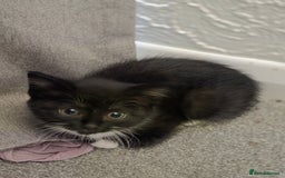 British Longhair cats for sale: 2 kittens ready to go  - Image 1