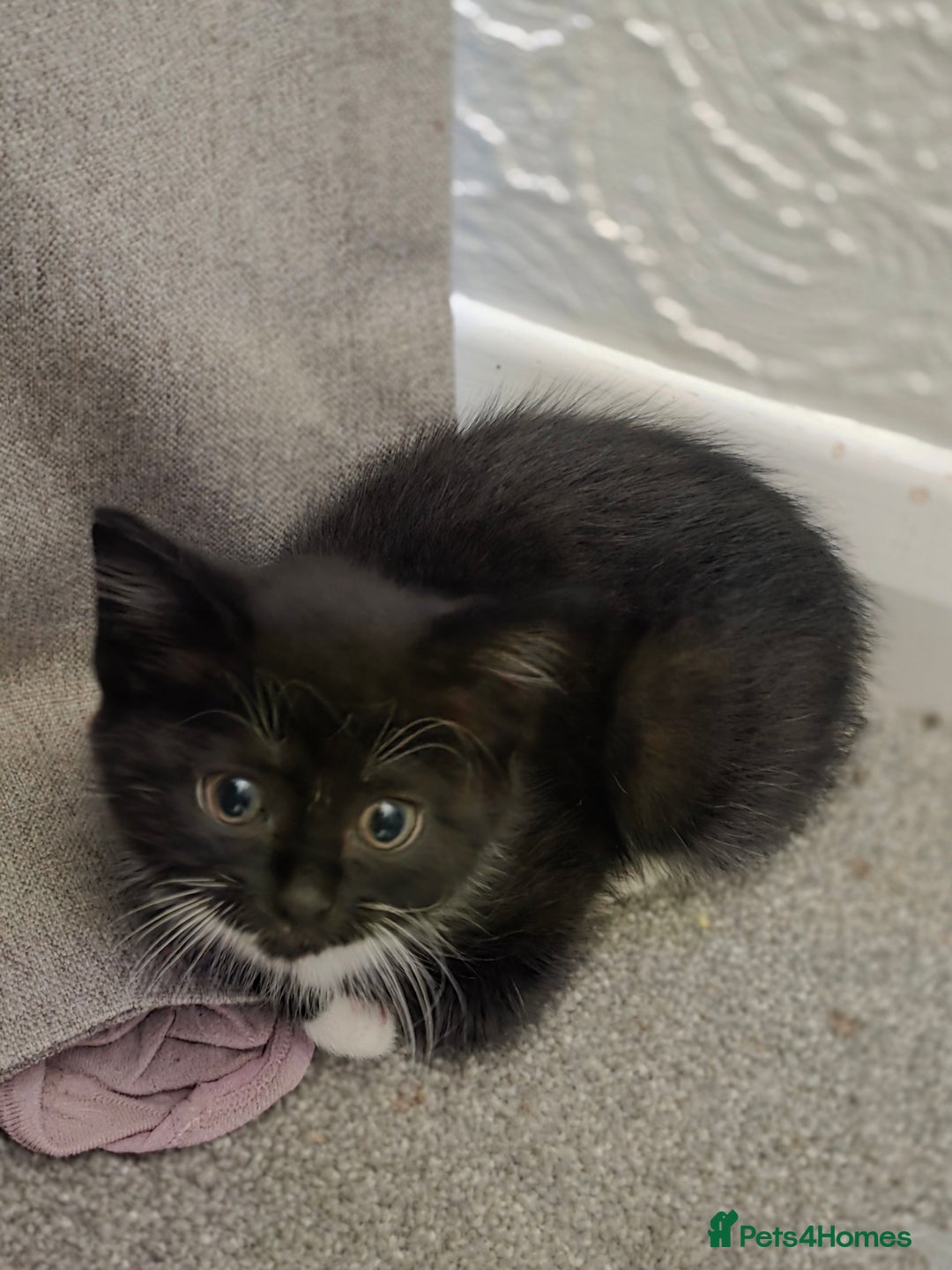 British Longhair cats for sale: 2 kittens ready to go  - Image 1