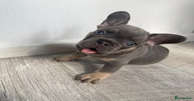 French Bulldog dogs in London - Advert 10
