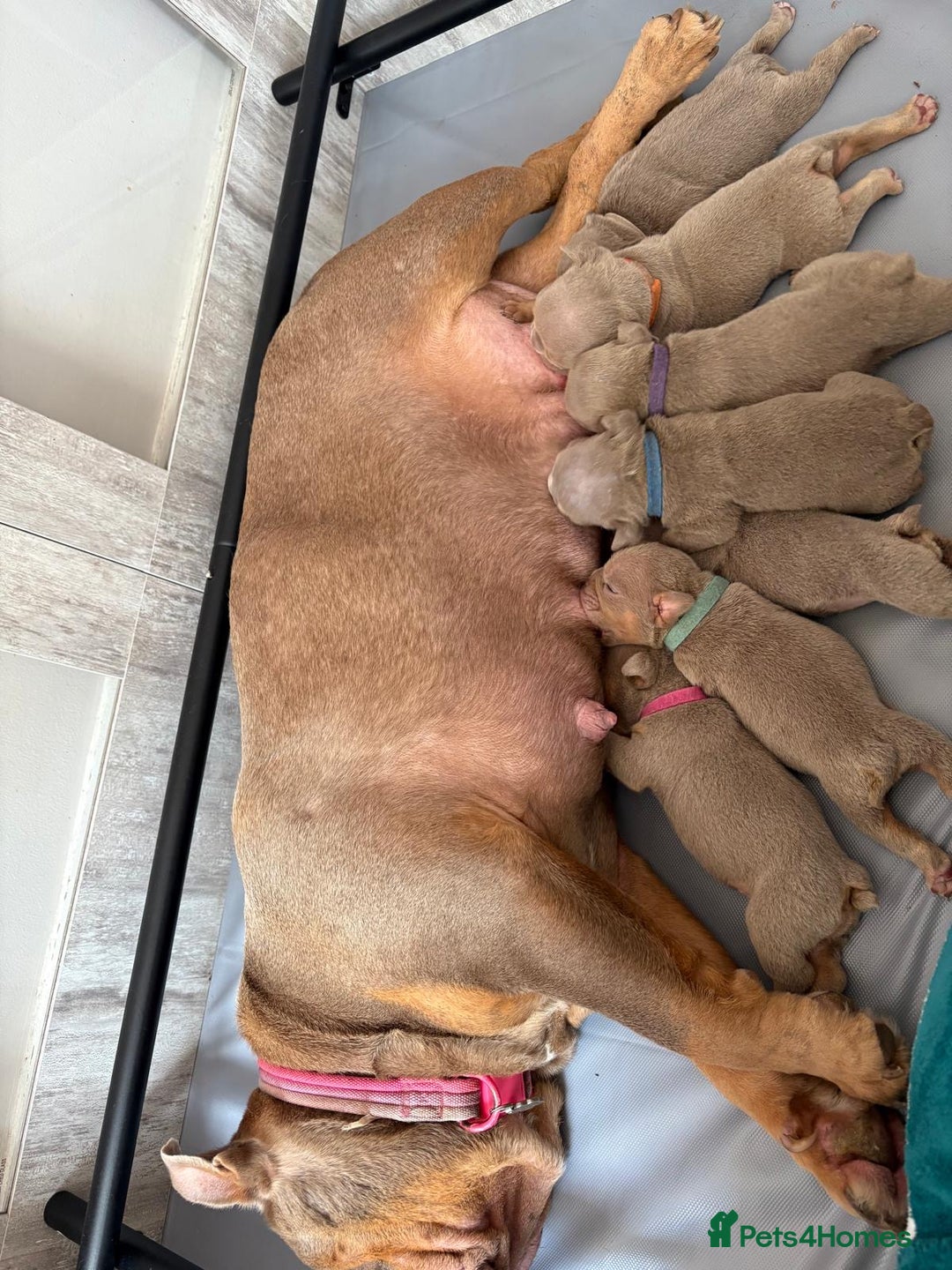 English Bulldog dogs for sale: For sale: 7 English Bulldog Puppies - Image 19