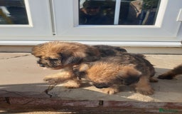 Mixed Breed dogs for sale: Border Terrier x miniature Poodle  - Image 14