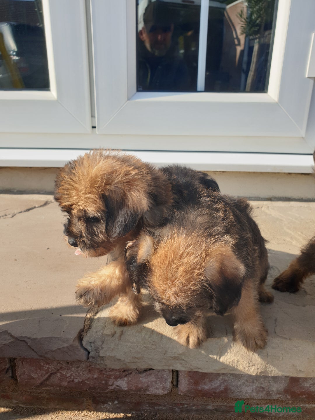 Mixed Breed dogs for sale: Border Terrier x miniature Poodle  - Image 14