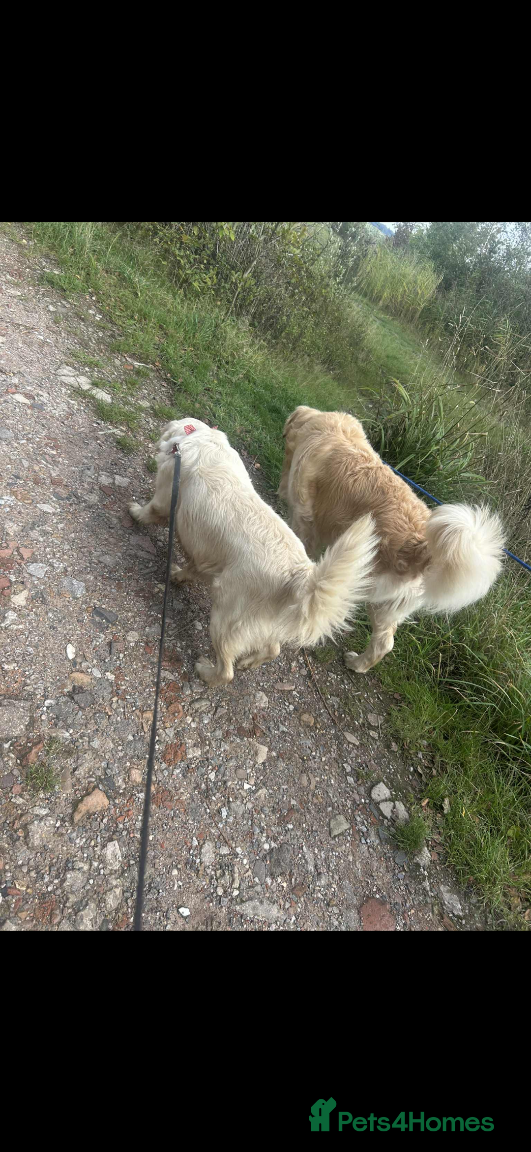 Golden Retriever dogs for sale: Golden Retriver puppies  - Advert 12