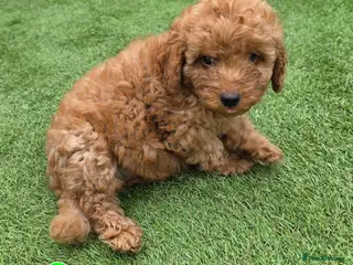 Maltipoo dogs 🐶ready to leave now🐶 3 maltipoo pups left🐶 - Advert 17