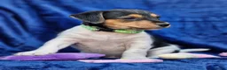 Jack Russell dogs for sale: Beautiful Litter of Jack Russell Puppies  - Advert 10