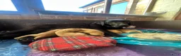 Labrador Retriever dogs for sale: Labrador puppies for sale  - Advert 9