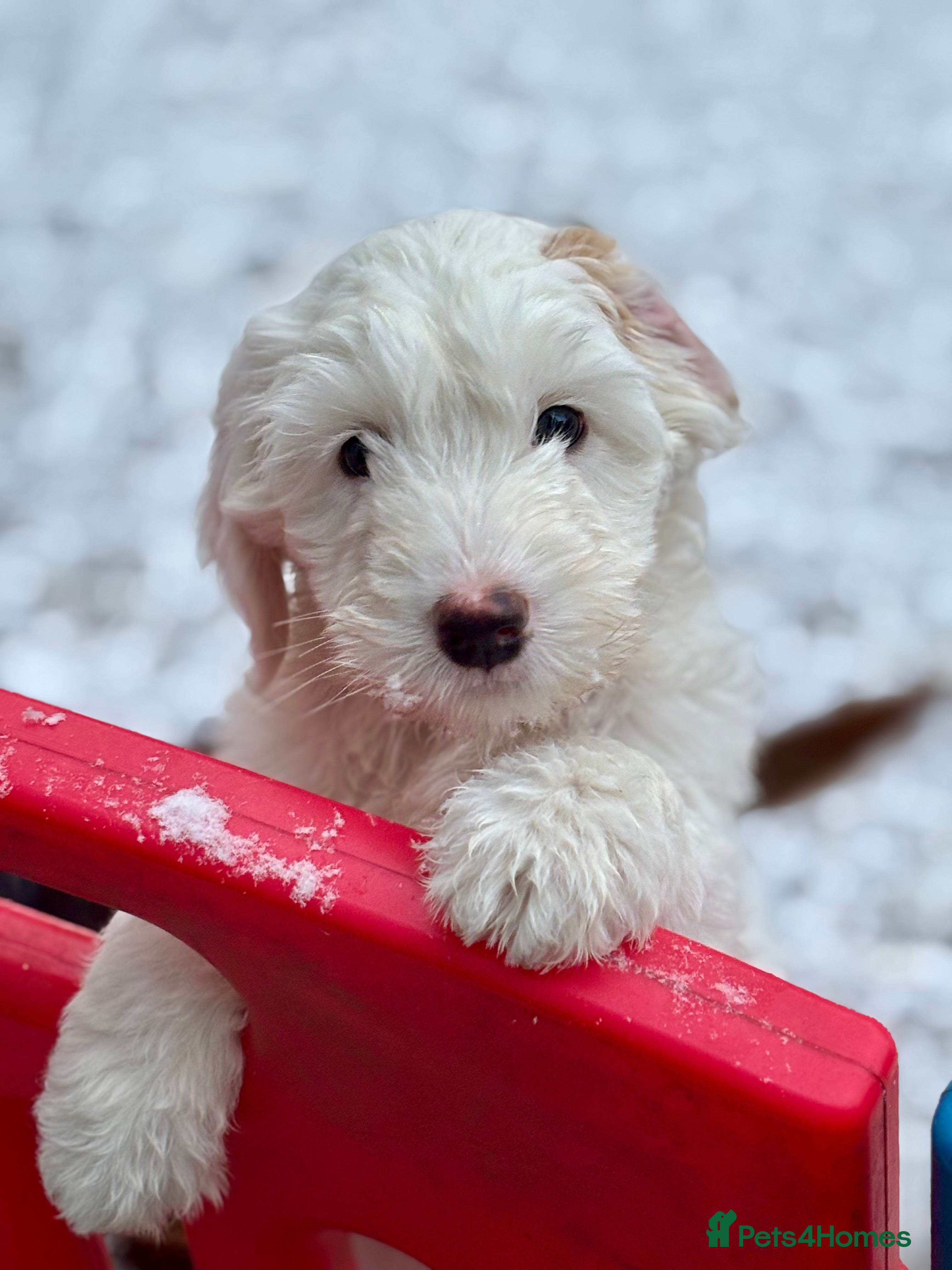 Australian Labradoodle dogs Exceptionally bred for Health! Temperament! Looks! - Advert 3