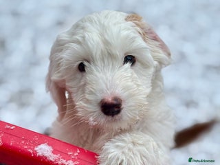 Australian Labradoodle dogs Exceptionally bred for Health! Temperament! Looks! - Advert 2