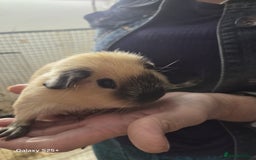 Guinea Pig rodents for sale: Lunkarya Guinea Pig Babies - Image 5