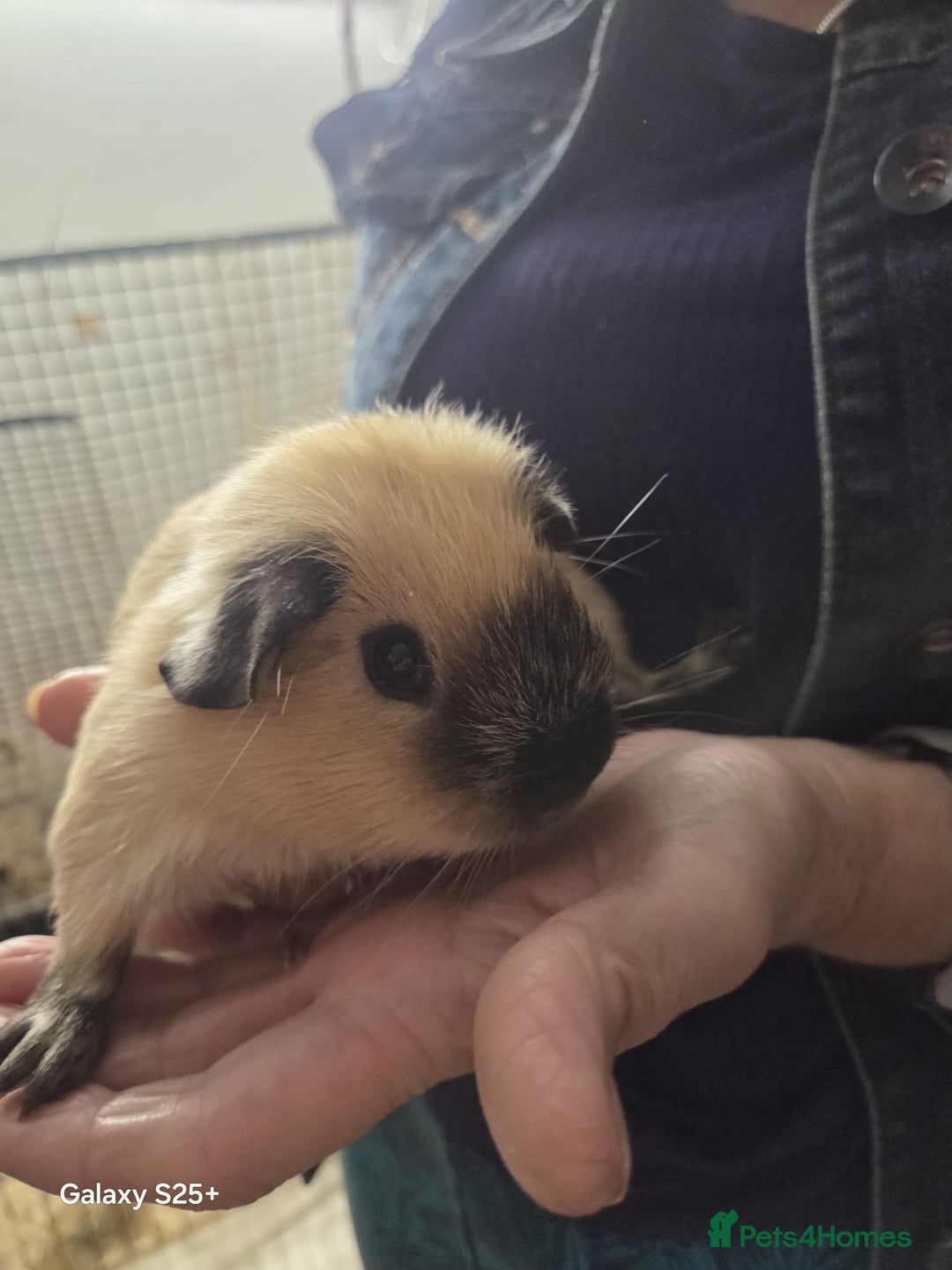 Guinea Pig rodents for sale: Lunkarya Guinea Pig Babies - Image 5