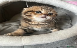 Scottish Fold cats for sale: Pure breed SCOTTISH FOLD - Image 12