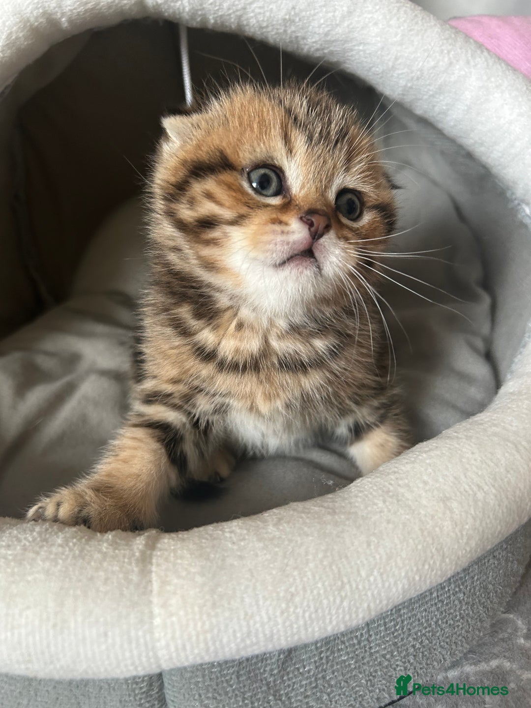 Scottish Fold cats for sale: Pure breed SCOTTISH FOLD - Image 12