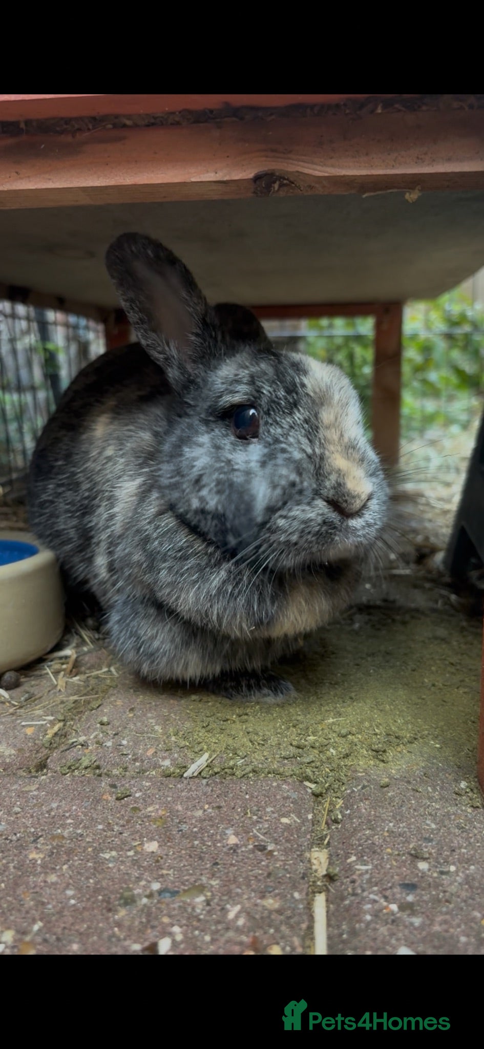 Netherland Dwarf rabbits Female rabbit for sale  - Advert 6