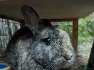 Netherland Dwarf rabbits Female rabbit for sale - Advert 6