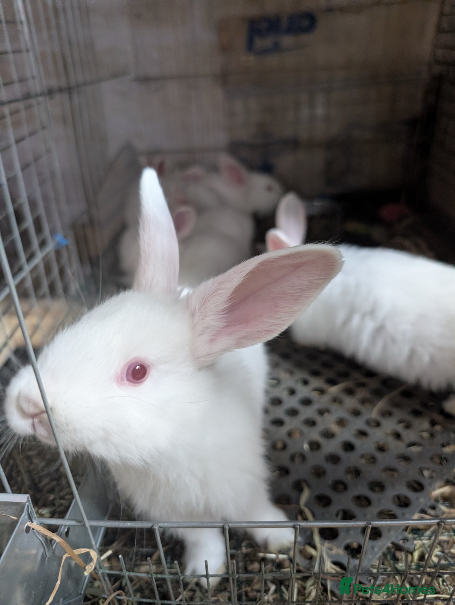 New Zealand rabbits REW new Zealand rabbits - Advert 6