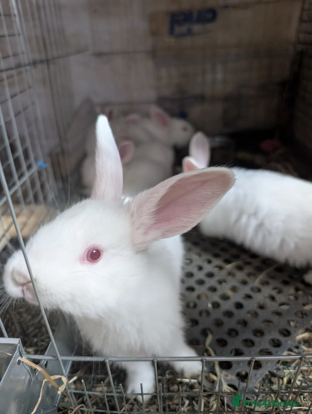 New Zealand rabbits for sale: REW new Zealand rabbits - Advert 1