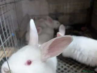 New Zealand rabbits REW new Zealand rabbits - Advert 6