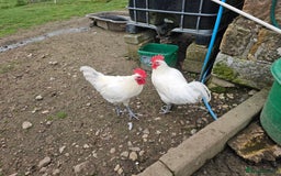 Chickens poultry for sale: Mottled Wyandottes, Le Bresse, Pita Pintas  - Image 2