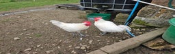 Chickens poultry for sale: Mottled Wyandottes, Le Bresse, Pita Pintas  - Advert 2
