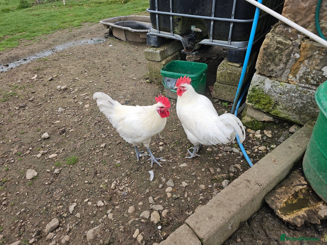 Chickens poultry for sale: Mottled Wyandottes, Le Bresse, Pita Pintas  - Image 2