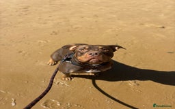 American Bully dogs for sale: ABCK pocket bully  - Image 3