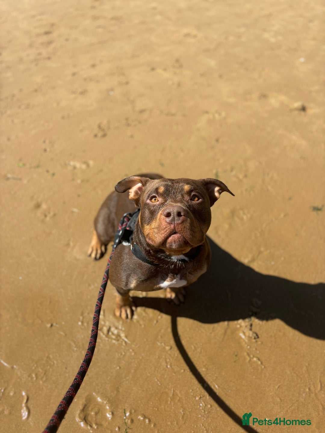 American Bully dogs for sale: ABCK pocket bully  - Image 3
