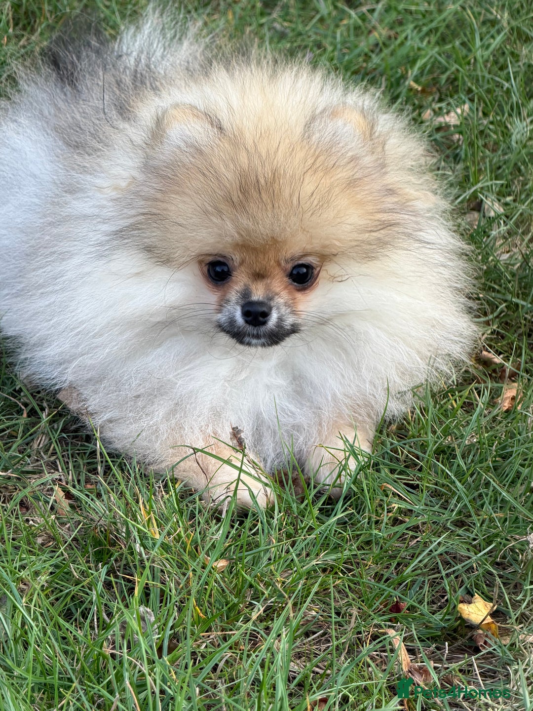 Pomeranian dogs for sale: Two tiny boys are looking for their home - Image 8