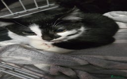 Mixed Breed cats for sale: 2 brothers looking for new forever homes  - Image 1