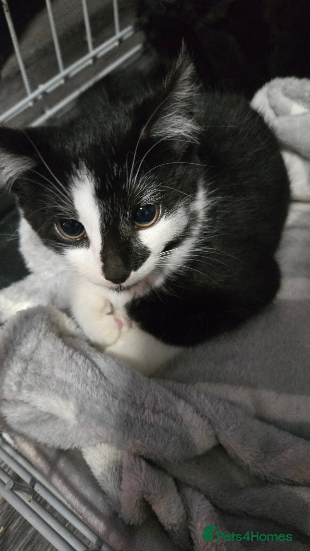 Mixed Breed cats for sale: 2 brothers looking for new forever homes  - Image 1