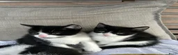 Mixed Breed cats for sale: Batman - Advert 8