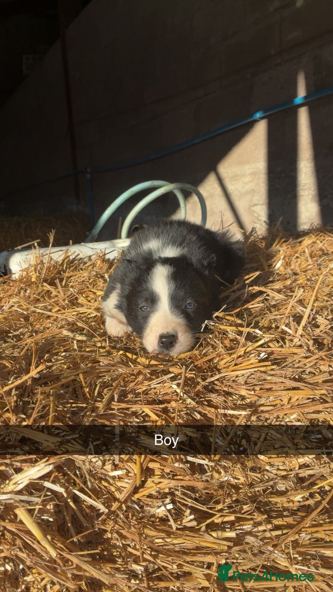 Border Collie dogs for sale: Border Collie Pups For Sale 🏡  - Advert 6