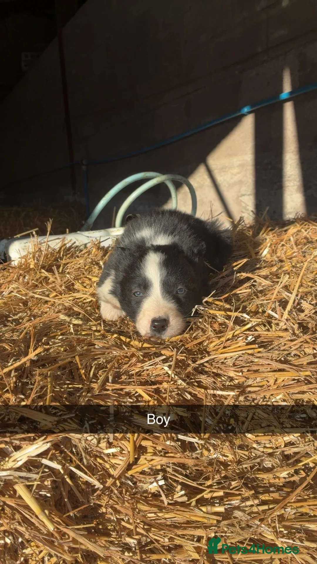 Border Collie dogs for sale: Border Collie Pups For Sale 🏡  - Advert 6