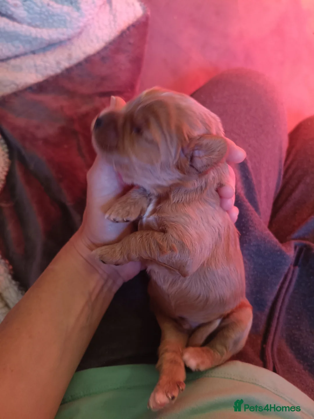 Cavapoo dogs for sale: Extensively health tested F1 cavapoo - Advert 13