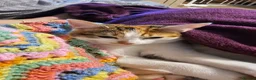 Mixed Breed cats for sale: Gorgeous kittens ready to go - Advert 5