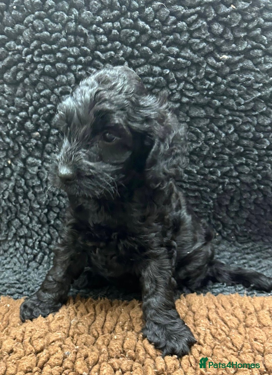 Cockapoo dogs for sale: Beautiful fully DNA tested show Cockapoo puppies - Image 12